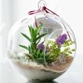 Купить Террариумы и флорариумы для растений по низкой цене