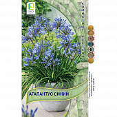 Купить Агапантус Синий по низкой цене