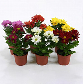 Купить Хризантема Микс d10 см по низкой цене