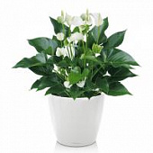 Купить Кашпо Lechuza Classico LS 21 см по низкой цене