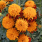 Купить Бархатцы Спрей Петит по низкой цене