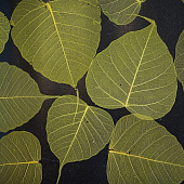 Купить Обои Дизайн Тропик Листья SN-14 натуральные по низкой цене