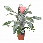 Купить Эхмея d14 см по низкой цене