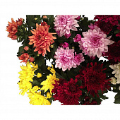 Купить Хризантема махровая карнавал 12х30 см по низкой цене