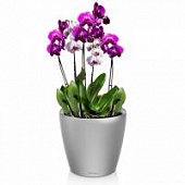 Купить Кашпо Lechuza Classico LS 28 см по низкой цене