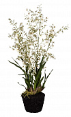 Купить Декор MHLiving Oncidium Orchid 004904 по низкой цене