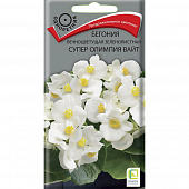 Купить Бегония вечноцветущая зеленолистная Супер Олимпия Вайт по низкой цене