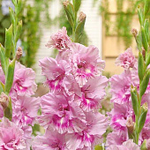 Купить Гладиолус крупноцветковый Кызыл 12/14, 7 7 шт в упаковке Blooming Life по низкой цене