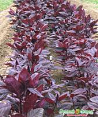 Купить Семена Русский огород Амарант овощной Валентина по низкой цене