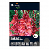 Купить Гладиолус крупноцветковый Бимбо 12/14, 7 7 шт в упаковке Blooming Life по низкой цене