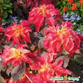 Купить Семена Русский огород Амарант Иллюминэйшн трехцветный по низкой цене