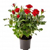 Купить Роза Кордана красная d10 см по низкой цене