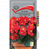 Купить Бегония вечноцветущая бронзоволистная Найтлайф Ред по низкой цене