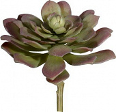 Купить Декор MHLiving Succulent 004868 по низкой цене