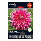 Купить Георгина кактусовая Эйс Дарк Хорс I, 1 1 шт в упаковке Blooming Life по низкой цене