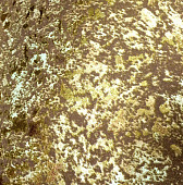 Купить Обои Дизайн Тропик Кварц-штукатурка DT-S2806 натуральные кварцевые по низкой цене