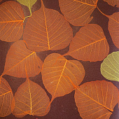 Купить Обои Дизайн Тропик Листья SN-6 натуральные по низкой цене