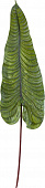 Купить Декор MHLiving Alocasia 004075 по низкой цене