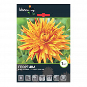 Купить Георгина кактусовая Страйпд Вулкан I, 1 1 шт в упаковке Blooming Life по низкой цене