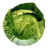 Купить Блюдо Premier Housewares Greenery сервировочное 15х21 см по низкой цене