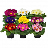 Купить Примула d10 см по низкой цене