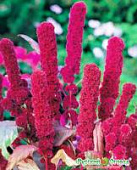 Купить Семена Русский огород Амарант Ред Кафедрал по низкой цене