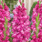 Купить Гладиолус крупноцветковый Грозный 12/14, 7 7 шт в упаковке Blooming Life по низкой цене