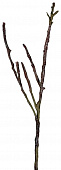 Купить Декор MHLiving Dry branches 004077 по низкой цене