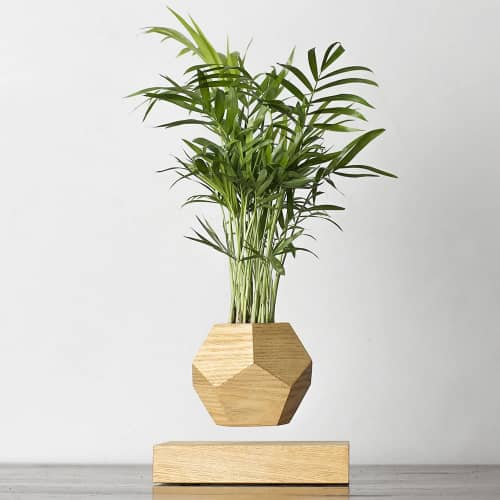 Купить Хамедорея Levitera левитирующая, светлая по низкой цене