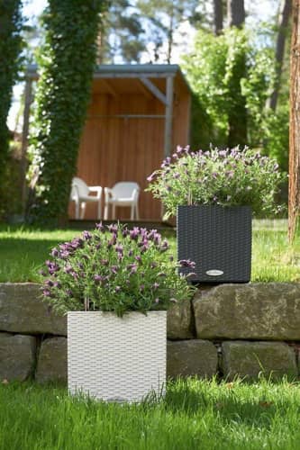 Купить Кашпо Lechuza Cube Cottage 30 см по низкой цене