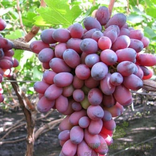 Купить Саженцы винограда КарМаКод, 10 шт. в упаковке по низкой цене