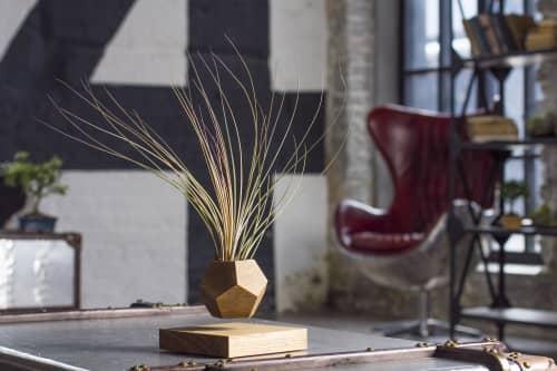 Купить Тилландсия Levitera левитирующая, темная по низкой цене