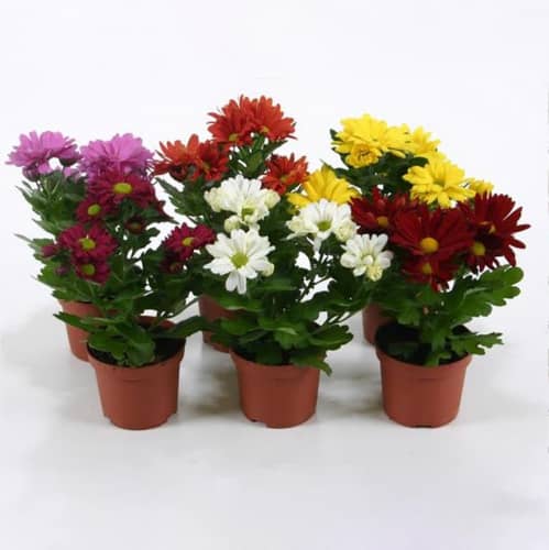 Купить Хризантема Микс d10 см по низкой цене