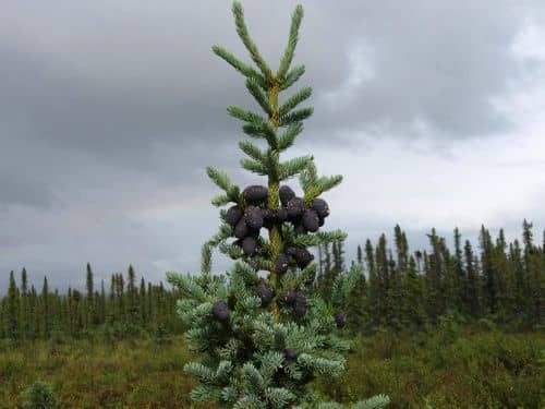 Купить Ель Чёрная (Picea mariana) саженец, 10 шт. в упаковке по низкой цене