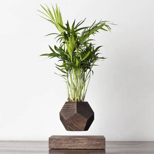 Купить Хамедорея Levitera левитирующая, венге по низкой цене