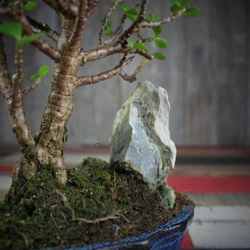 Купить Крассула Luxury Plants Счастливый Суйдзей, со скалой по низкой цене