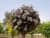 Купить Катальпа краснеющая Пурпуреа (Catalpa erubescens Purpurea) саженец, 10 шт. в упаковке по низкой цене
