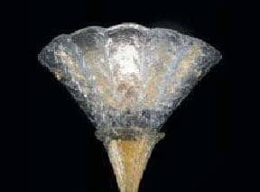 Купить Светильник Italamp 73 73/AP /AP Transp-gold/ O по низкой цене