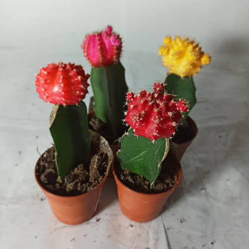 Купить Кактус Гимнокалициум Балдианум d5 см по низкой цене