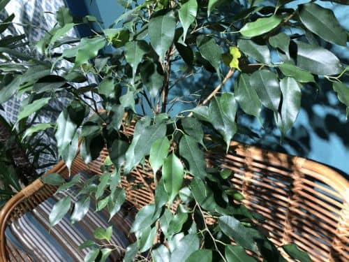 Купить Фикус Ficus Mix Forever по низкой цене
