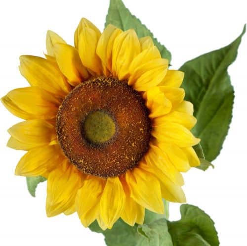 Купить Декор MHLiving Sunflower 004869 по низкой цене
