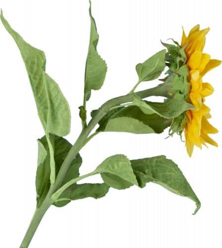 Купить Декор MHLiving Sunflower 004869 по низкой цене