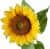 Купить Декор MHLiving Sunflower 004869 по низкой цене