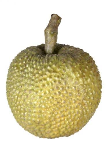 Купить Статуэтка MHLiving Durian 004918 по низкой цене