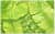 Купить Шкатулка MHLiving Leaves middle 004511 по низкой цене