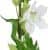 декор mhliving delphinium 004872 Купить Декор MHLiving Delphinium 004872 по низкой цене