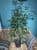 Купить Фикус Ficus Mix Forever по низкой цене