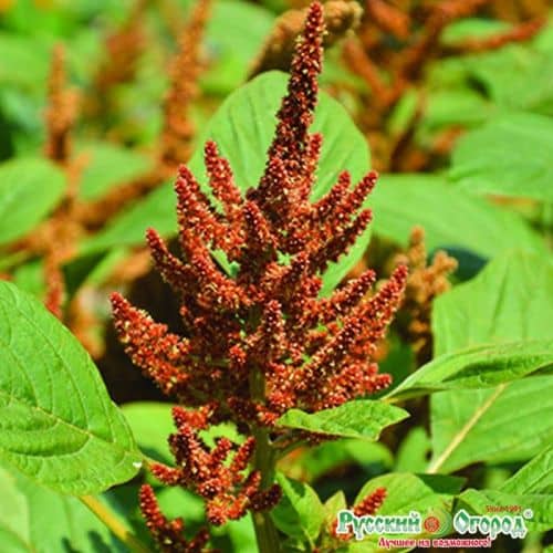Купить Семена Русский огород Амарант Бронзовые стрелы по низкой цене