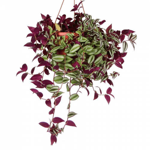 Купить Традесканция Luxury Plants Квадриколор по низкой цене