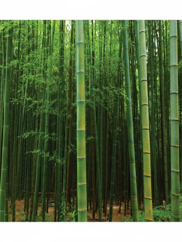 Купить Покрывало Ambesonne Затерянный в бамбуке , Евро 220x235 см по низкой цене